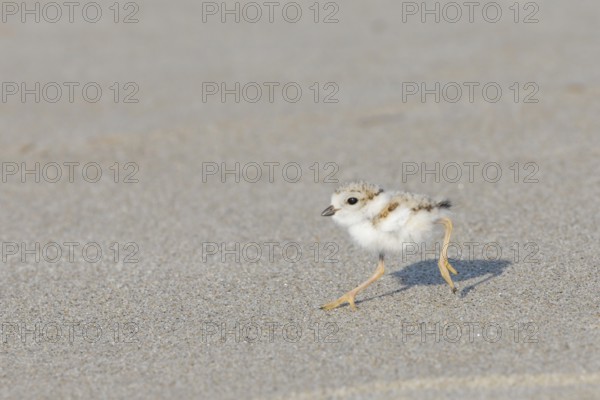 Piping Plover (Charadrius melodus) chick running on the beach, Massachusetts, USA