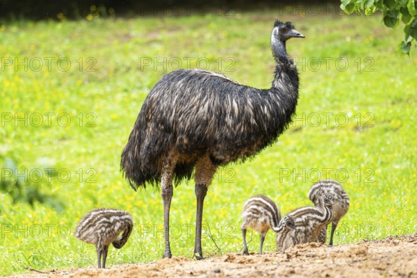 Emu (Dromaius novaehollandiae) mother with her youngsters on a meadow, Bavaria, Germany