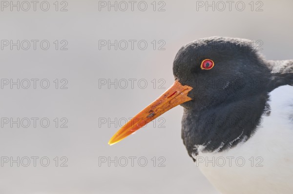 Eurasian oystercatcher (Haematopus ostralegus) portrait, on the beach, Düne, Helgoland, Schleswig-Holstein, Germany