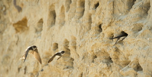 Three sand martins, nominate form, (Riparia riparia riparia) flying and sitting in front of breeding burrows in sandy cliffs, cliff with nesting sites, breeding colony, sunny summer day, plumage shining in the backlight, nature reserve Steilküste Wulfe, Fehmarn Island, Schleswig-Holstein, Baltic Sea, Germany