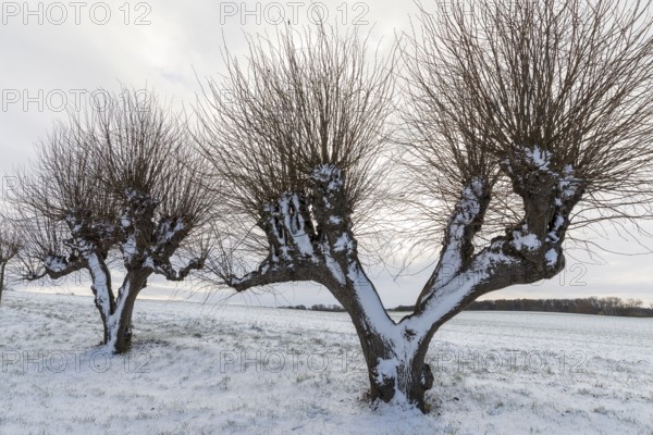 Trellised Tilia × europaea (Tilia) on the Festonallee at Bothmer Castle in the snow, Klütz, Mecklenburg-Western Pomerania, Germany