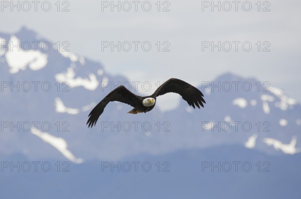 Bald Eagle (Haliaeetus leucocephalus) in flight, Washington, USA