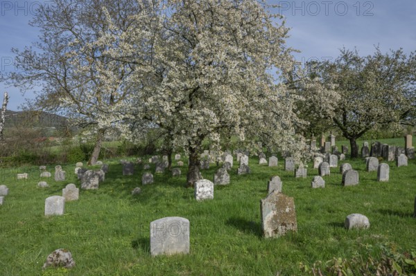 Flowering cherry trees (Prunus avium) in the Jewish cemetery, laid out in 1734, last burial in 1934, Hagenbach, Upper Franconia, Bavaria, Germany
