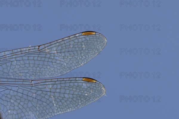 Common darter dragonfly (Sympetrum striolatum) adult insect close up of a pair of wings in the summer, England, United Kingdom