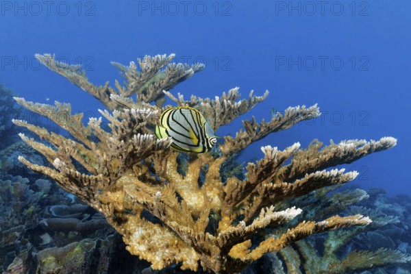 Meyers butterflyfish (Chaetodon meyeri) hiding in Acropora stony coral (Acropora), Great Barrier Reef, Unesco World Heritage Site, Coral Sea, Coral Sea, Pacific Ocean, Cairns, Queensland, Australia