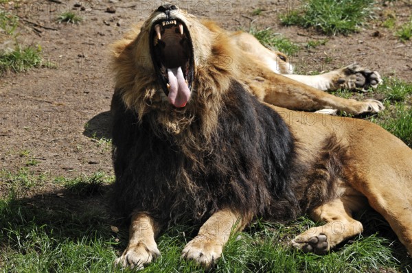 Yawning Asiatic Lion, Panthera leo persica, Nuremberg Zoo, Am Tiergarten 30, Nuremberg, Middle Franconia, Bavaria, Germany