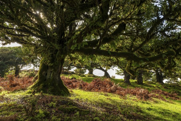 Sunlight penetrates an ancient laurel tree in a primeval forest with moss-covered trees, Fanal, Laurisilva laurel forest, Madeira, Portugal
