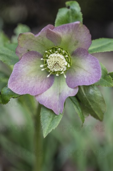 Lenzrose (Helleborus orientalis Hybride), Emsland, Lower Saxony, Germany