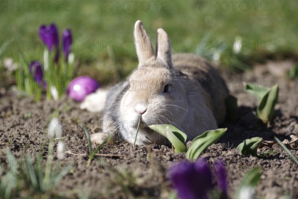 Rabbit (Oryctolagus cuniculus domestica), Easter, lying, crocuses, Easter egg, spring, A rabbit lies in the flower bed between the first flower-bed in spring