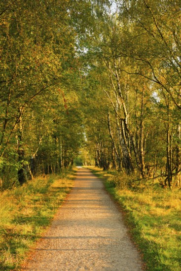 Country lane leads through a dreamy forest in the Lüneburg Heath nature park Park, Lower Saxony, Germany