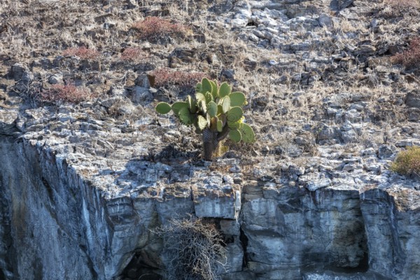 Opuntia leucotricha (Cactaceae), Bartolome, Galapagos, Ecuador
