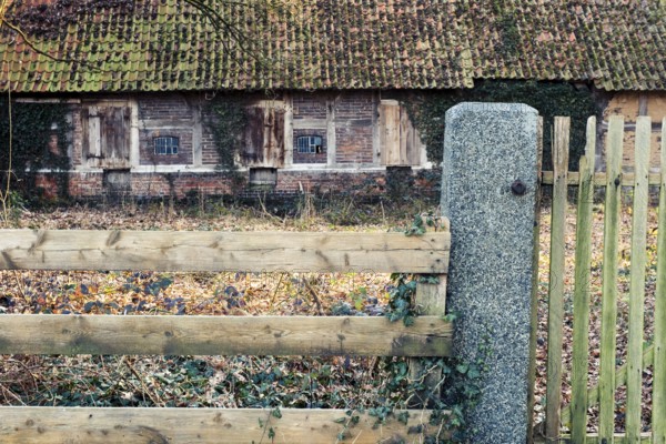 Ivy (Hedera helix) entwines itself around a wooden fence with an old farmhouse behind it, Otersen, Kirchlinteln, Verden, Aller Leine Valley, Lower Saxony, Germany