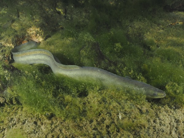 A European eel (Anguilla anguilla) gliding through a green, rocky environment at night, dive site Zollbrücke, Rheinau, Canton Zurich, Rhine, High Rhine, Switzerland, Germany