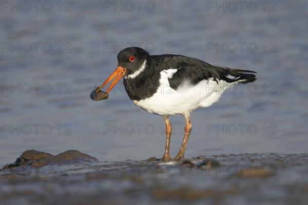 Eurasian oystercatcher (Haematopus ostralegus) adult bird carrying a mussel shell in its beak on coastal mudflat, Norfolk, England, United Kingdom