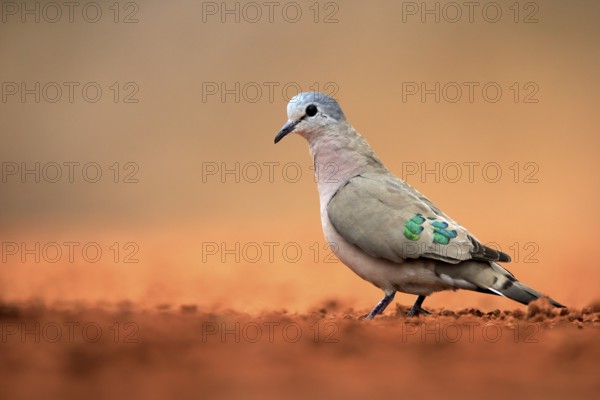 Emerald-spotted wood dove (Turtur chalcospilos), adult, at the water, Kruger National Park, Kruger National Park, Krugerpark, South Africa