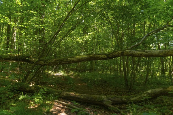 Hiking trail blocked by falling trees in the UNESCO World Heritage Site and Hainich National Park, primeval forest, Bad Langensalza, Thuringia, Germany