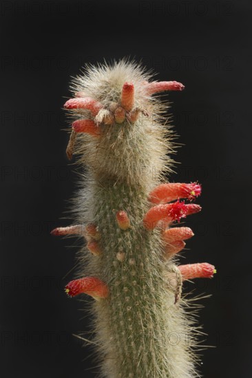 Cactus (Cleistocactus hyalacanthus, Cleistocactus jujuyensis) flowering, native to South America