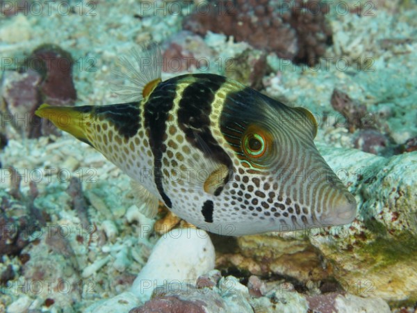 Fish with a stripe-like pattern, saddle point pufferfish (Canthigaster valentini), swimming over a rocky coral bottom, dive site PED, Nusa Ceningan, Nusa Penida, Bali, Indonesia