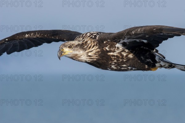 Bald Eagle Haliaeetus leucocephalus Homer, ALASKA, United States February Third year in flight. Accipitridae
