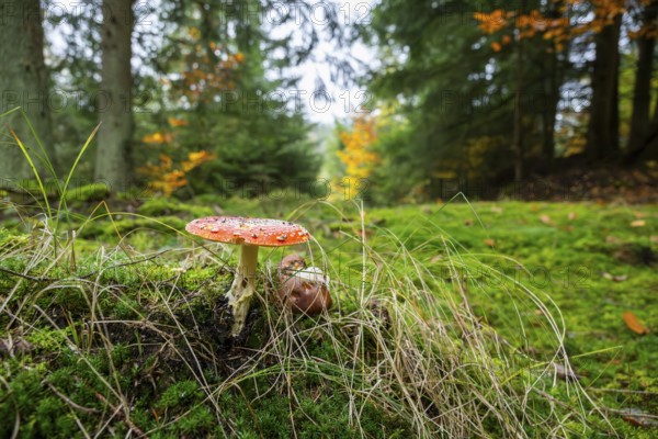 Fly agaric or fly amanita (Amanita muscaria) mushroom in a forest in autumn, Bavaria, Germany