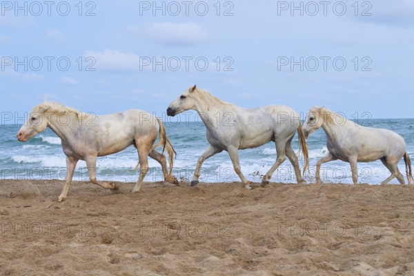 White Camargue horses galloping along the beach with the sea in the background and cloudy sky, Camargue, France