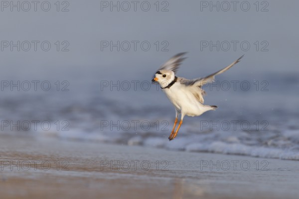 Piping Plover (Charadrius melodus) landing on the beach, Massachusetts, USA