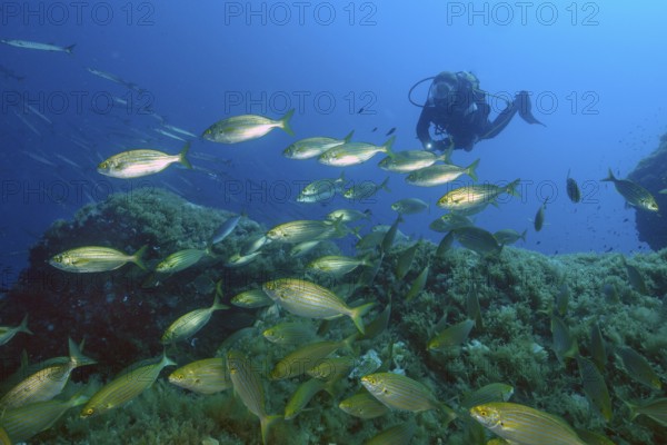 Diver looking at observed swims behind shoal of goldfish (Sarpa salpa) swimming over rocky reef, Mediterranean Sea, Majorca, Balearic Islands, Spain