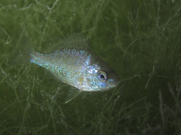 A small fish with shiny scales, pumpkinseed sunfish (Lepomis gibbosus), invasive species, swimming among green algae. Dive site Schoggiwand, Lake Zurich, Kilchberg, Zurich, Switzerland