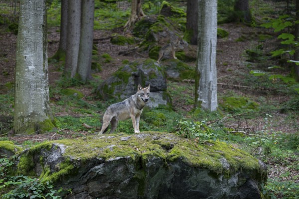 Wolf (Canis lupus) standing on a moss-covered rock and looking attentively, captive, Bavarian Forest National Park, Bavaria, Germany