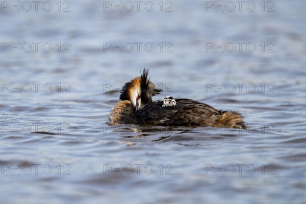 Great Crested Grebe (Podiceps scalloped ribbonfish), with chicks on its back, Vulkaneifel, Rhineland-Palatinate, Germany