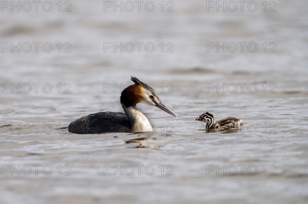 Great Crested Grebe (Podiceps Scalloped ribbonfish), with chicks, Vulkaneifel, Rhineland-Palatinate, Germany