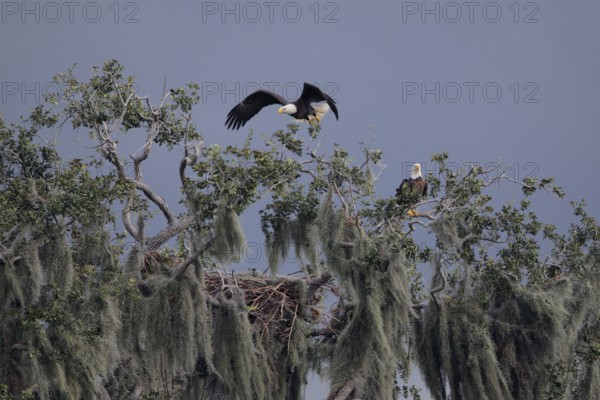 Bald Eagle (Haliaeetus leucocephalus), Florida, USA