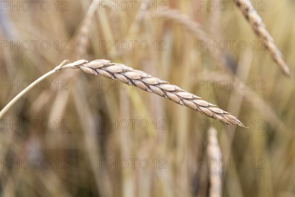 Spelt (Triticum spelta.), ear, Burggarten Cadolzburg, Bavaria, Germany
