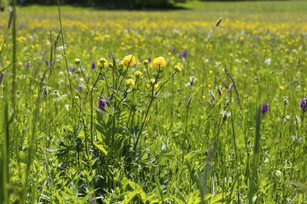 Trollflower (Trollius europaeus) and many other plants in bloom on the Klengel meadow on the Geisingberg, mountain meadows in the Eastern Ore Mountains, Altenberg, Saxony, Germany