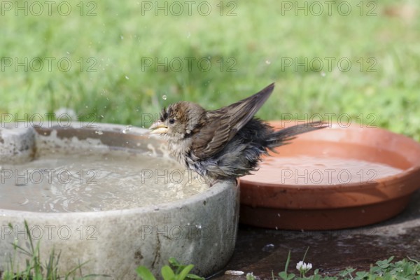 House sparrow (Passer domesticus), young bird, bird bath, cute, A young sparrow spits the water of a bird bath