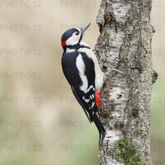 Great spotted woodpecker (Dendrocopos major) male foraging on the trunk of a grey birch (Betula populifolia), showing the red neck, Animals, Birds, Woodpeckers, Wilnsdorf, North Rhine-Westphalia, Germany