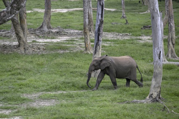 Forest elephant (Loxodonta cyclotis) in the Dzanga Bai forest clearing, Dzanga-Ndoki National Park, Unesco World Heritage Site, Dzanga-Sangha Complex of Protected Areas (DSPAC), Sangha-Mbaéré Prefecture, Central African Republic