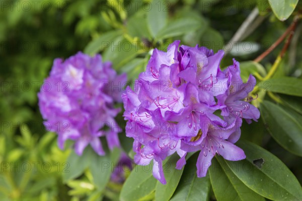 Purple flowers on a rhododendron, Thürmsdorf Castle Park, Struppen, Saxon Switzerland, Saxony, Germany