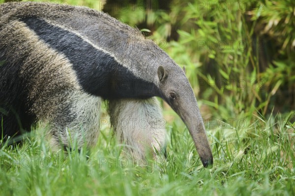Giant anteater (Myrmecophaga tridactyla), captive, distribution South America