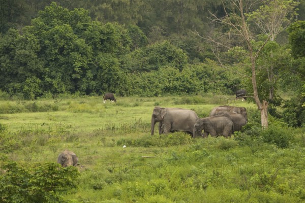 Indian elephants (Elephas maximus indicus), Khiri Khan, Hua Hin, Kui Buri National Park, Thailand
