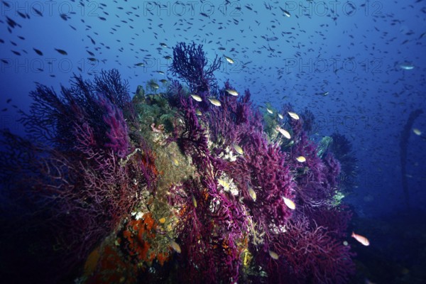 A school of fish swimming over a part of a wreck overgrown with Violescent sea-whip (Paramuricea clavata), dive site Wreck le Donator, Giens Peninsula, Provence Alpes Côte d'Azur, France