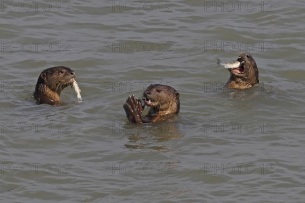 Smooth-coated Otters (Lutrogale perspicillata) eating fish corralled by the group, near Straits Quay, Penang, Malaysia