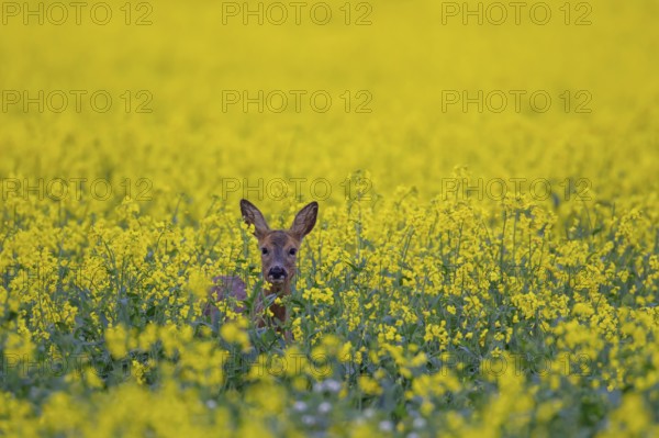 Roe deer (Capreolus capreolus) adult female doe in a farmland rapeseed crop in flower, Suffolk, England, United Kingdom