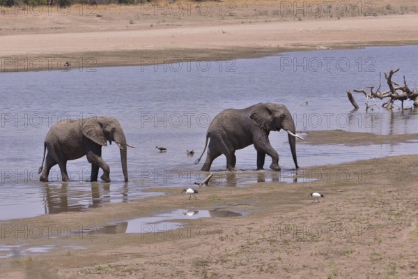 Elephants (Loxodonta africana) at Luangwa River, South Luangwa National Park, Zambia