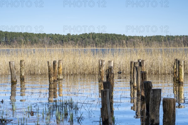 Wooden posts and reeds in Feisnecksee, Müritz National Park, Mecklenburg Lake District, Mecklenburg, Mecklenburg-Western Pomerania, Germany