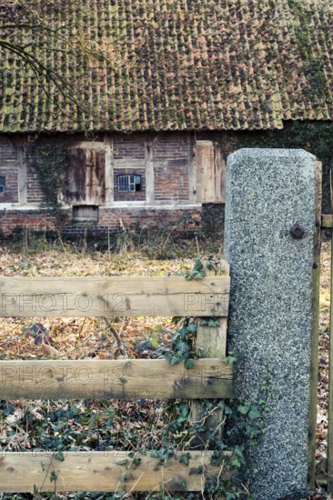 Ivy (Hedera helix) entwines itself around a wooden fence with an old farmhouse behind it, Otersen, Kirchlinteln, Verden, Aller Leine Valley, Lower Saxony, Germany