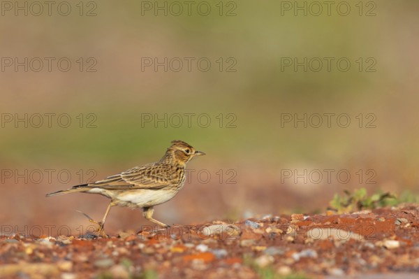 Skylark, Eurasian Sky Lark, Eurasian Skylark, Alauda arvensis, Alouette des champs, Alondra Com?n, Erpolzheim, Bad Dürkheim district, Rhineland-Palatinate, Germany