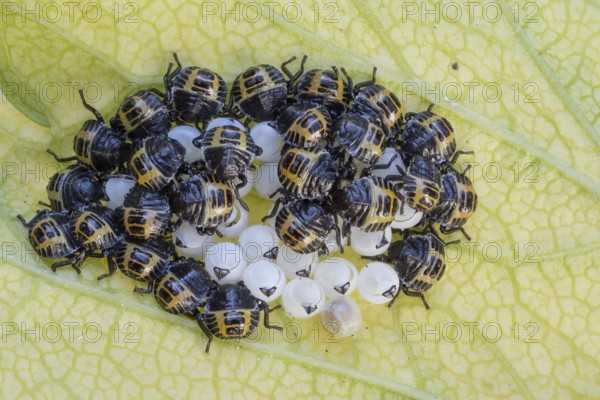 Egg clutches with larvae of the tree bug, forest guard (Arma custos) on a leaf, Hesse, Germany