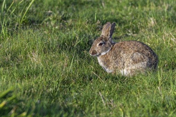 European rabbit, common rabbit (Oryctolagus cuniculus) sitting in grassland, meadow in spring
