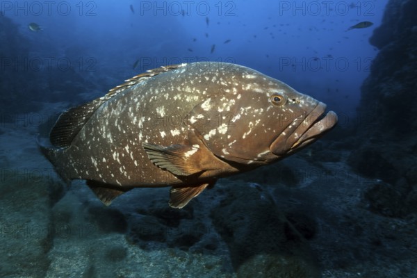 Large specimen of giant Dusky Grouper (Epinephelus marginatus) in the Garajau Marine Reserve, Eastern Atlantic, Atlantic Ocean, Madeira Island, Portugal